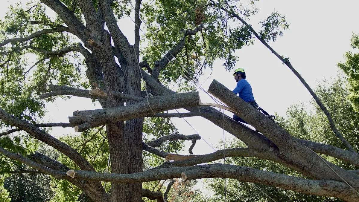 Professional Hazardous Tree Removal performed by certified arborists in Ellsworth
